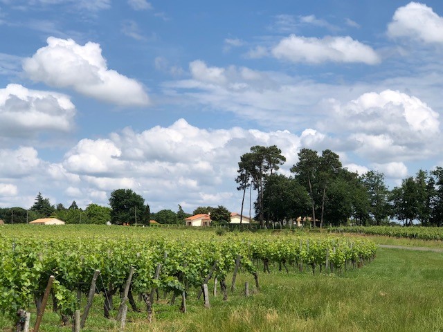 vignes-lussac